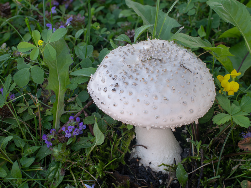 Amanita echinocephala